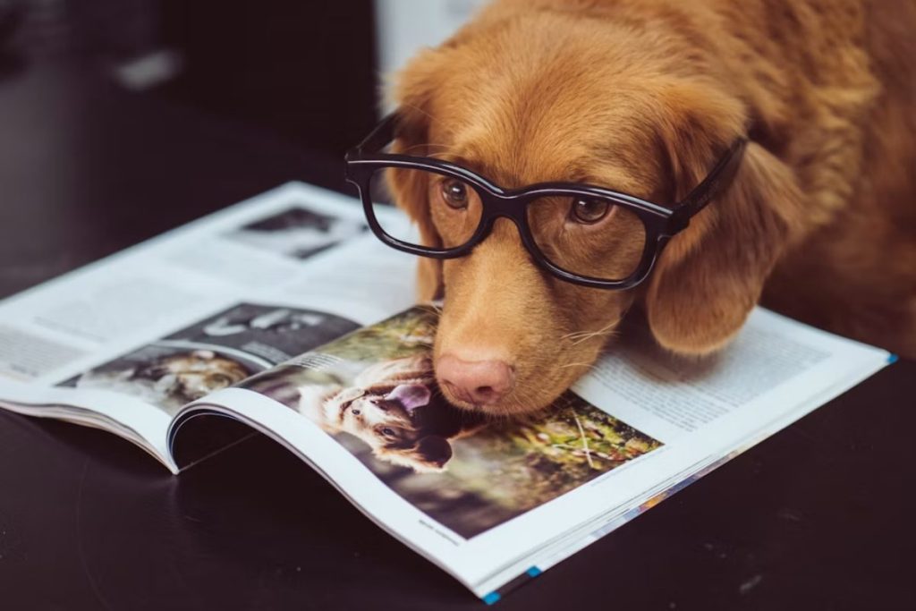 canine library