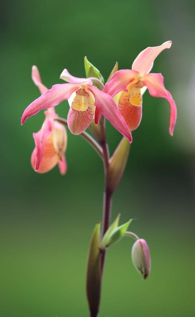 orchid tropical plant sale