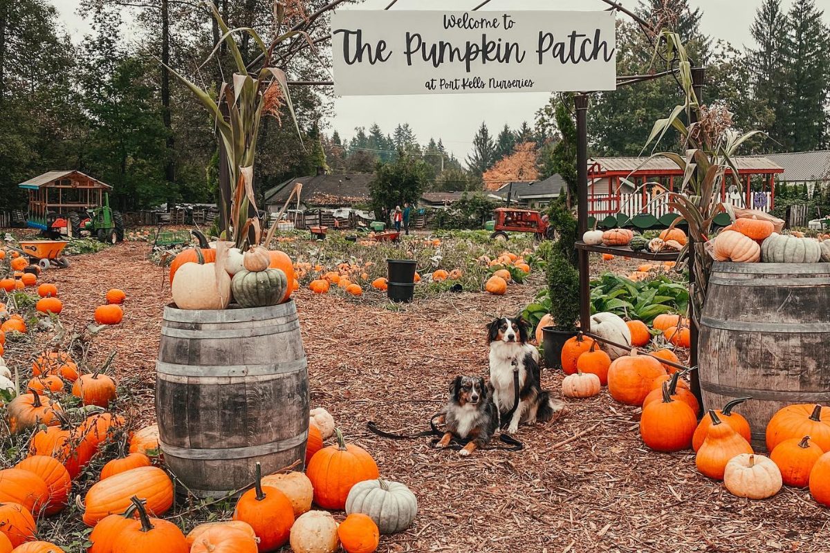 Port Kells Nurseries Pumpkin Patch