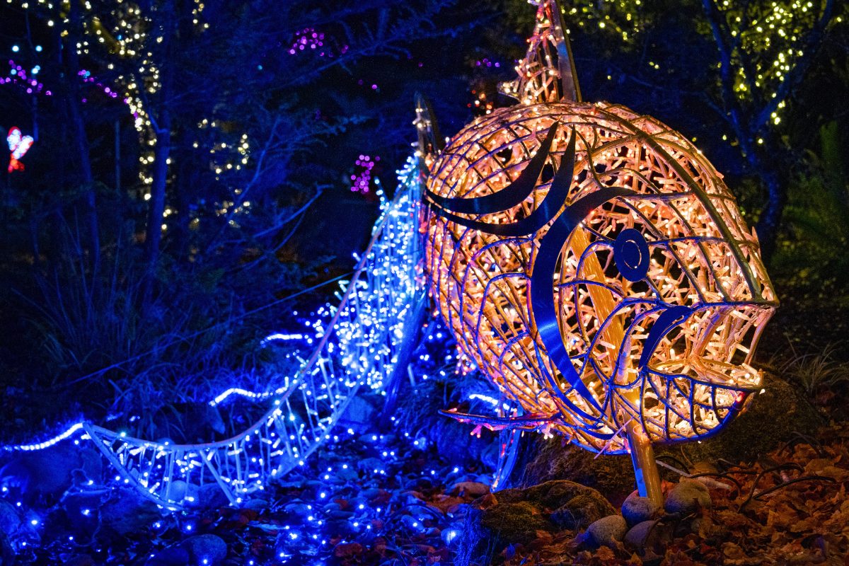 bear creek lights