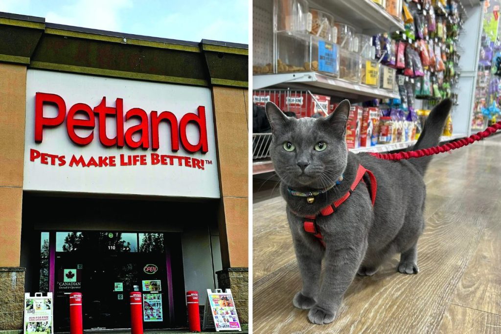 petland port coquitlam