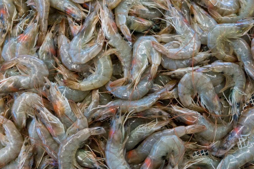 seafood recall canada