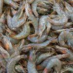‘Do Not Use’: CFIA Issues Nationwide Seafood Recall Amid Health Concerns