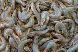 ‘Do Not Use’: CFIA Issues Nationwide Seafood Recall Amid Health Concerns