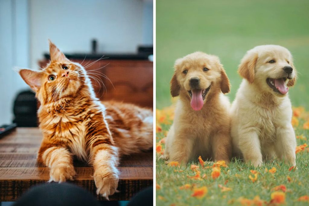 popular pet names vancouver