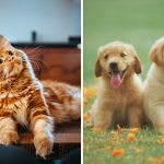 Vancouver’s Most Popular Pet Name Revealed — And It’s a Favourite for Both Cats and Dogs!